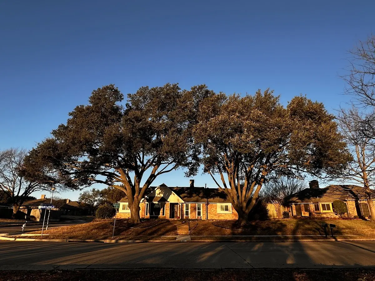 Established residential canopy tree shading a home in Dellwood